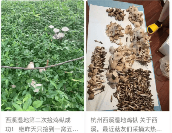 杭州这里一批批人涌入！多平台公告：严禁开元棋牌app蘑菇捡不完根本捡不完！(图3)
